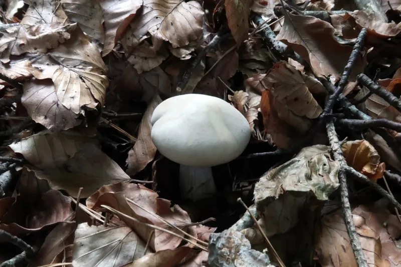 Clitocybe nebularis 1 - IMG_3780